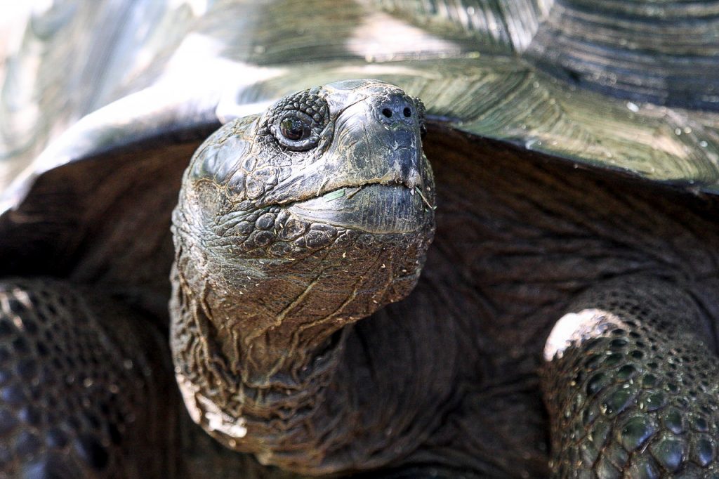 Galapagos Giant Tortoise - Photo by Peter Swaine