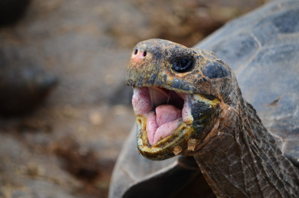 Galapagos Tortoise - Photo by Paul Krawczuk