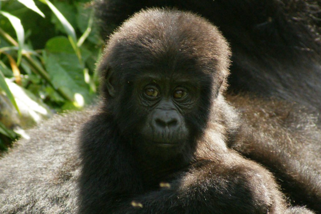 Gorilla Treking - Photo by fiverlocker