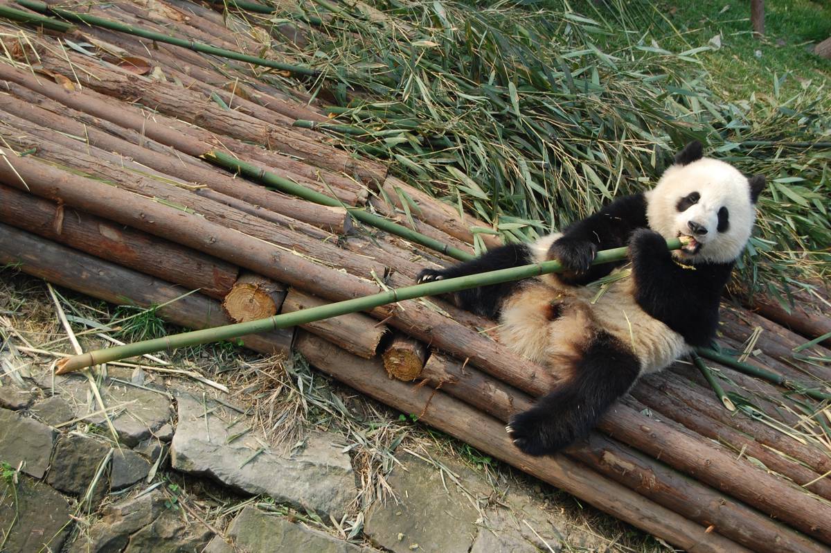 Panda in Chengdu - Photo by Matt Spurr