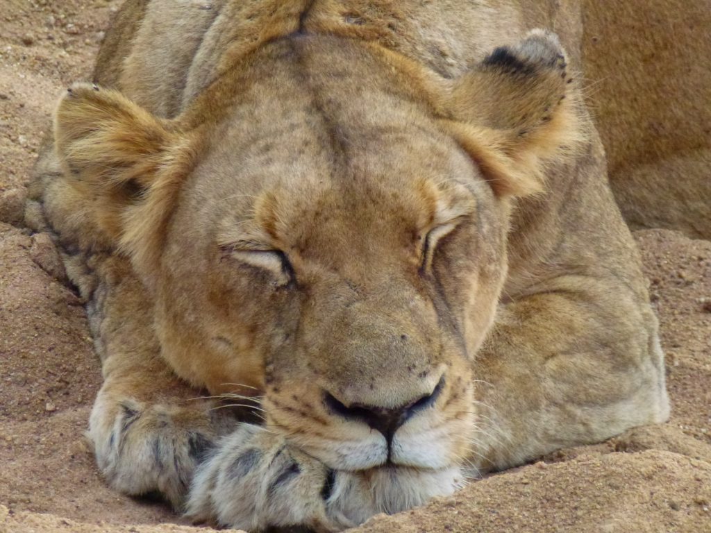 Sleeping lionness - Photo by David Mundstock