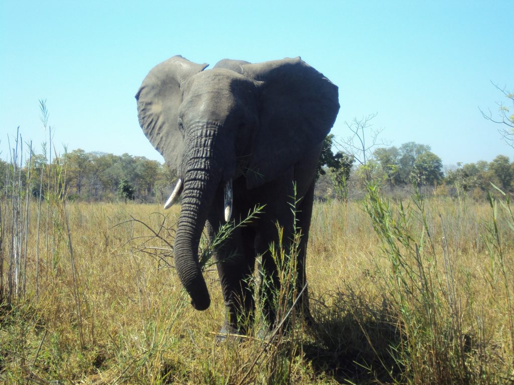 Elephant Malawi