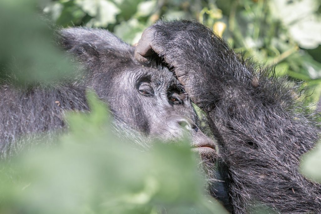 Gorilla trekking in Uganda, Acacia Africa (c) IG @thecuckooproject