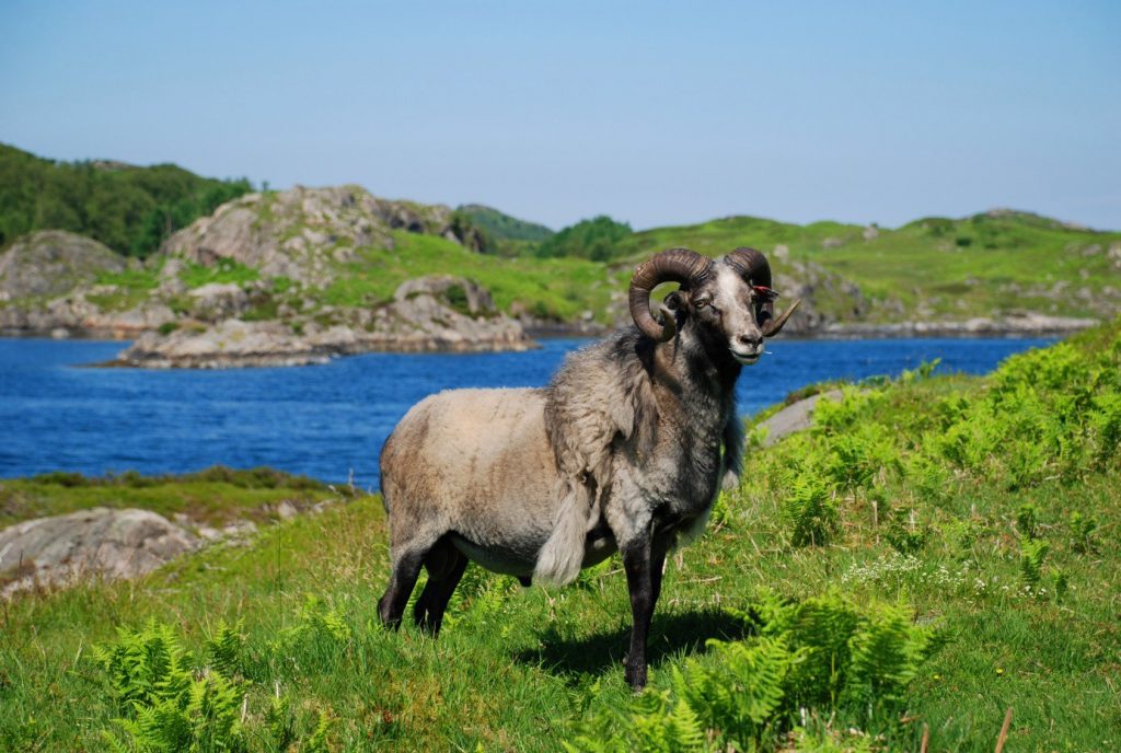Old Norwegian sheep (Nordhordland - Norway) © UNESCO/Inger Elisabeth Måren/Nordhordland - Norway