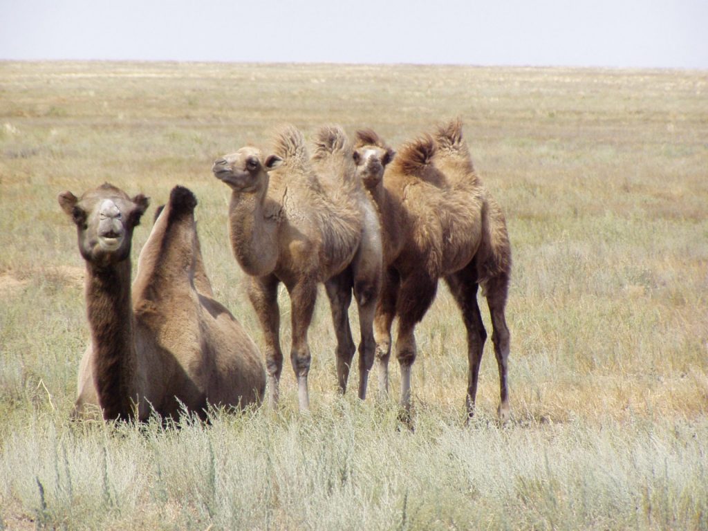 Camels. State Budget Organization "Elton Nature Park". © UNESCO/Elton Nature Park