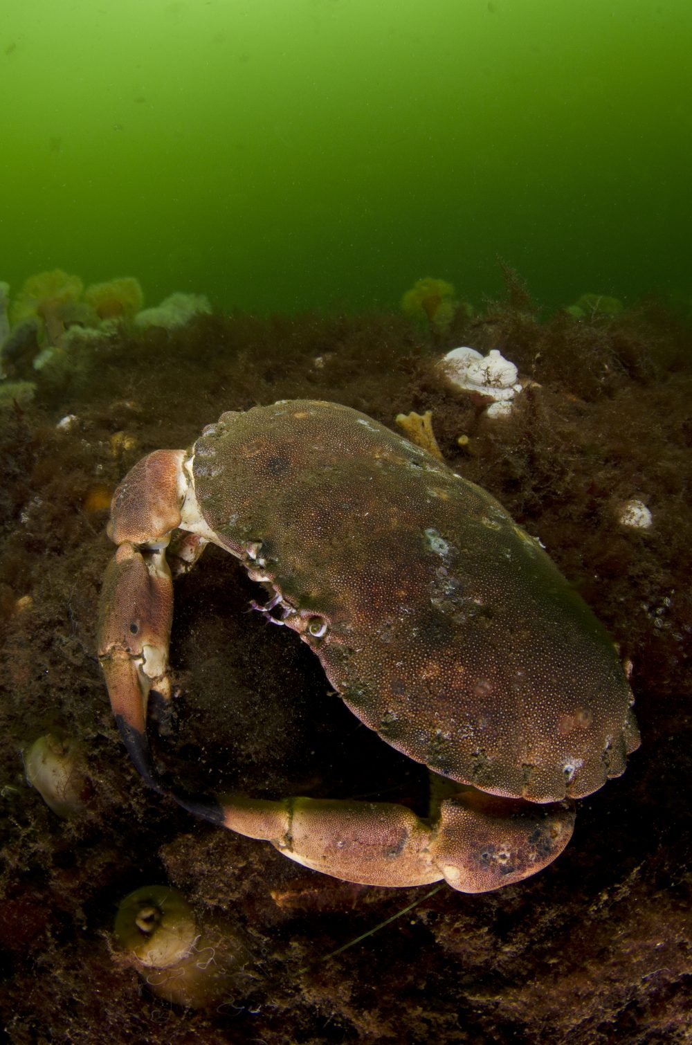An edible crab (Cancer pagurus) on the seabed of a Scottish sealoch, with anemones in the background. Loch Fyne, Argyll and Bute, Scotland. British Isles - Photo by Alexander Mustard