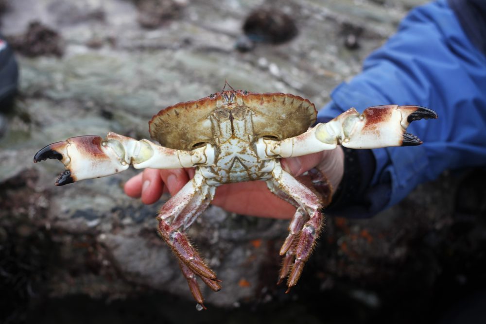 Edible crab at Polzeath - Photo by Mat Arney, Cornwall Wildlife Trust