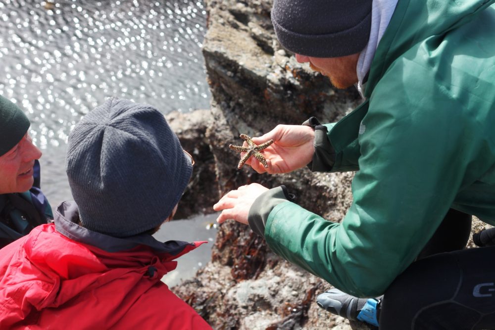 Shoresearch volunteers look at a spiny starfish at Polzeath - Photo by Mat Arney, Cornwall Wildlife Trust