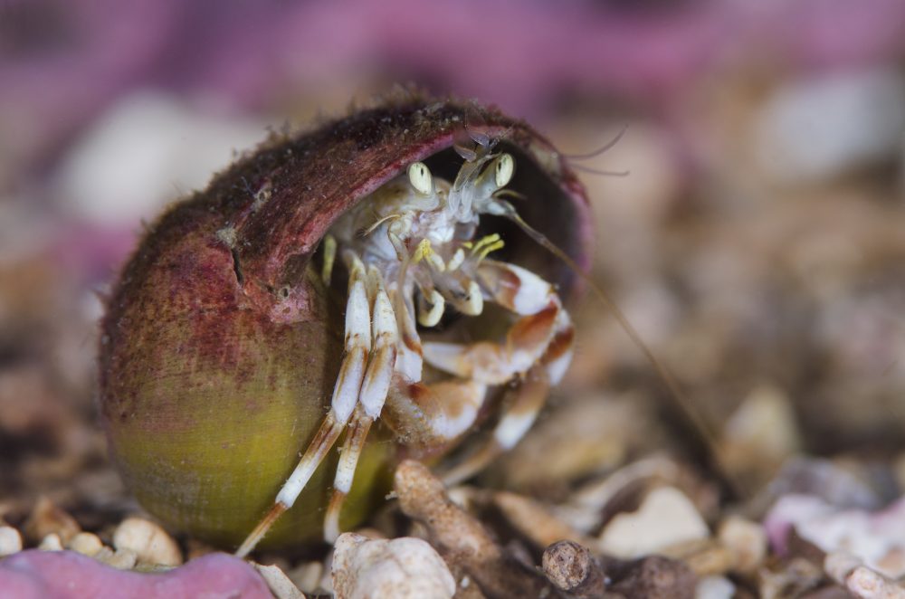 Common hermit crab in Loch Carron Scotland - Photo by Alexander Mustard