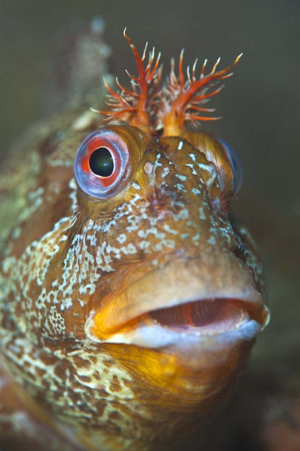 A portrait of a tompot blenny (Parablennius gattorugine) beneath Swanage Pier, Dorset, UK. Photographed during August, when the blennies have their strongest colouration - Photo by Alexander Mustard